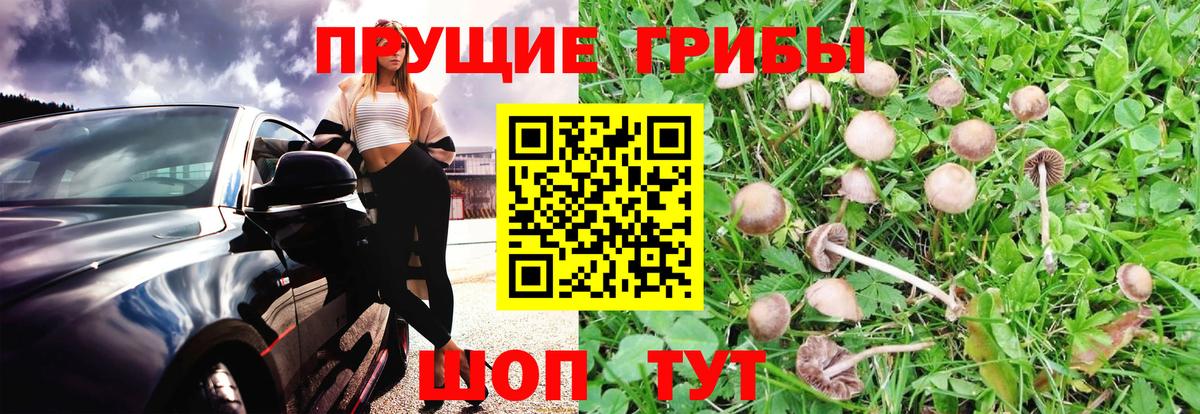 Псилоцибиновые грибы ЛСД Сосновоборск